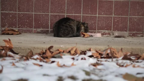 The cat warms itself next to the wall of the house among snowdrifts and autumn Stock Footage 264558421