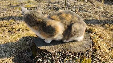 A cat warms itself on a stump in the spring. Video stock 330588416