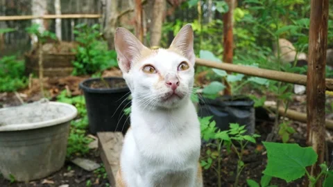 The cat was alone looking left and right. Stock Footage 201716677