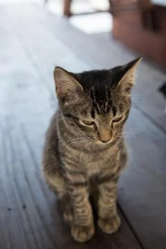The cat was left sitting sad Stock Photos