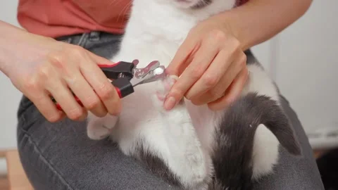 The cat was placed on his lap and cut the claws with special wire cutters Stock Footage 152339791