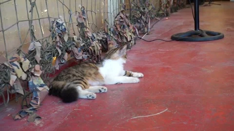 THE CAT WAS SITTING Stockbeeldmateriaal 245110671