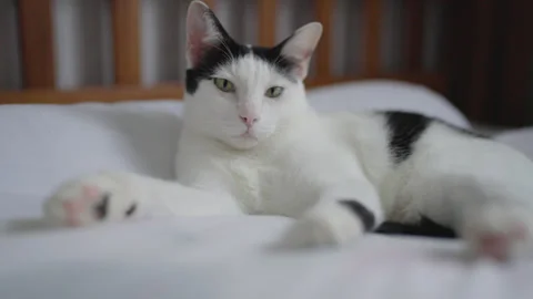 The cat was thinking and wondering about its owner who was approaching. Stock Footage 251975257