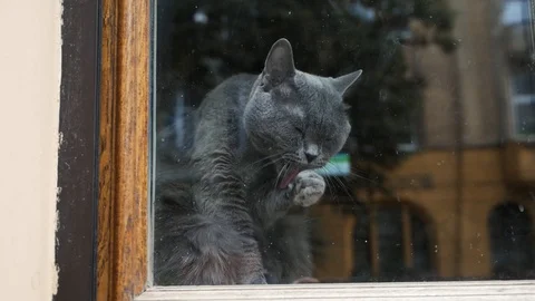 Cat wash in the window Stock Footage 94042315