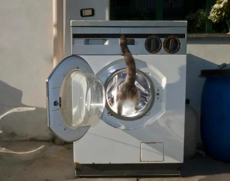 Cat in a washer Stock Photos