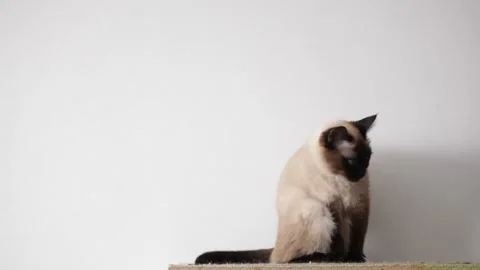  Cat washes and looks at the camera on a white background 動画素材 173097536