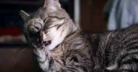 The cat washes on camera. 4k DCI Stockbeeldmateriaal 125210650