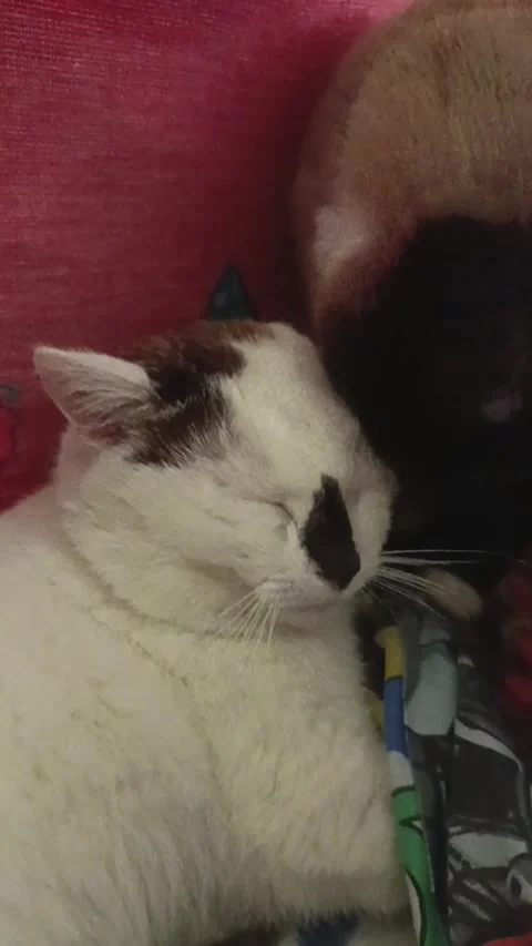 Cat washes cat Stock Footage 328979285