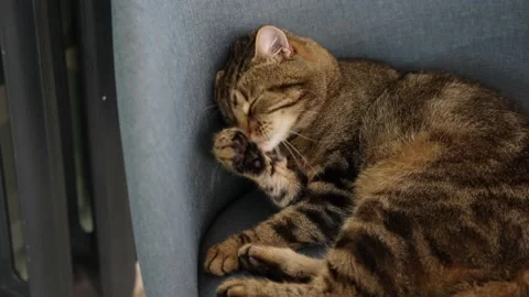 A cat washes on a chair in a cafe Stock Footage 220620900