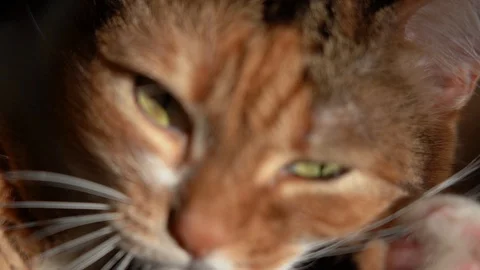 Cat Washes Close Up Stock Footage 101826622