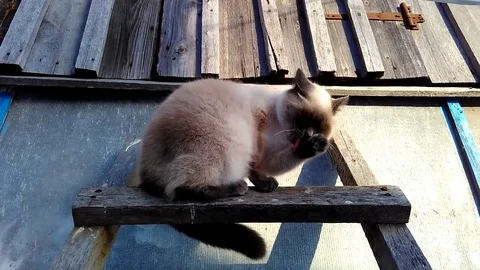 Cat washes face 스톡 동영상 86132609