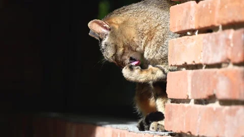 Cat washes face, licks paws, rests and basks in the sun Stock Footage 245004214