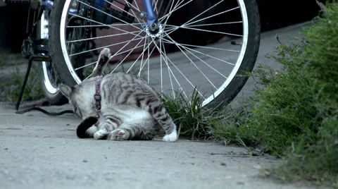 Cat Washes Stock Footage 46874980