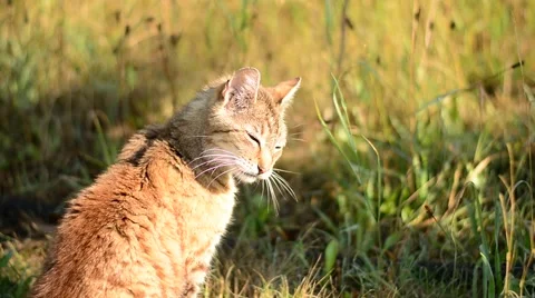 Cat washes Stock Footage 53865133
