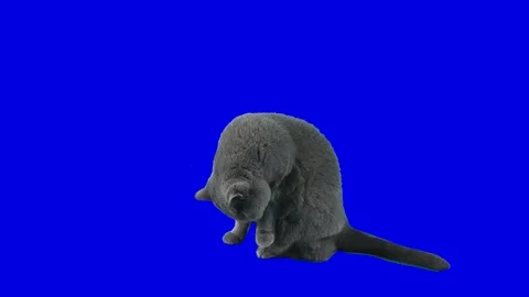 The cat washes 스톡 동영상 117338444