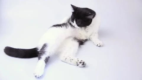 The cat washes. Stock Footage 185523391