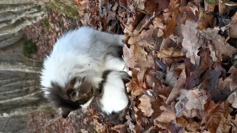 Cat washes in the forest vertical video Vídeos de archivo 144471104