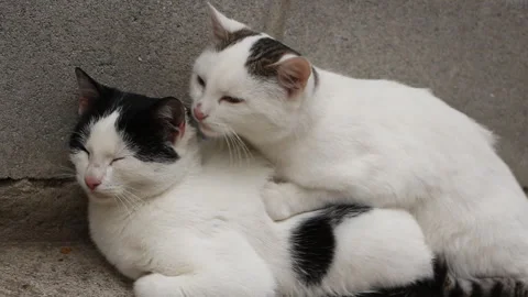 The cat washes the fur of another cat and yawns Stock Footage 254823055