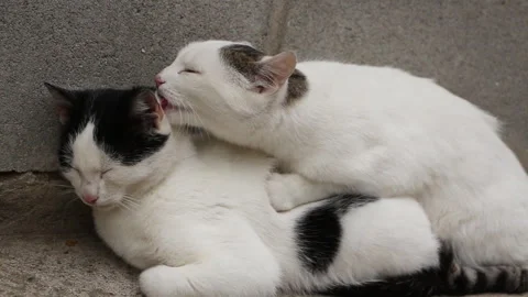 The cat washes the fur of another cat Stock Footage 254823062