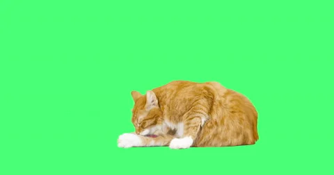 Cat washes on the green screen Video stock 63246431