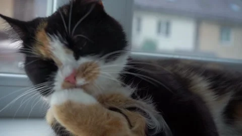 Cat washes his face Stock Footage 199025042