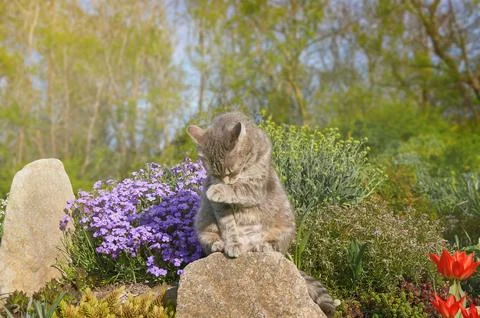 The cat washes his face.  A gray cat is sitting on a stone Stock Photos