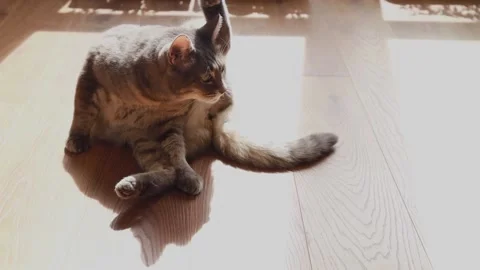 The cat washes in the house on the background of the bright sun. Stock Footage 220422231