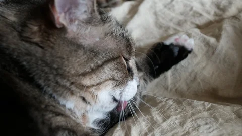Cat washes its muzzle with paws Stock Footage 86236353