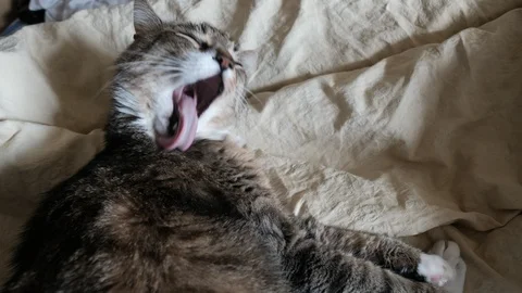 Cat washes its muzzle with paws Stockbeeldmateriaal 86236387