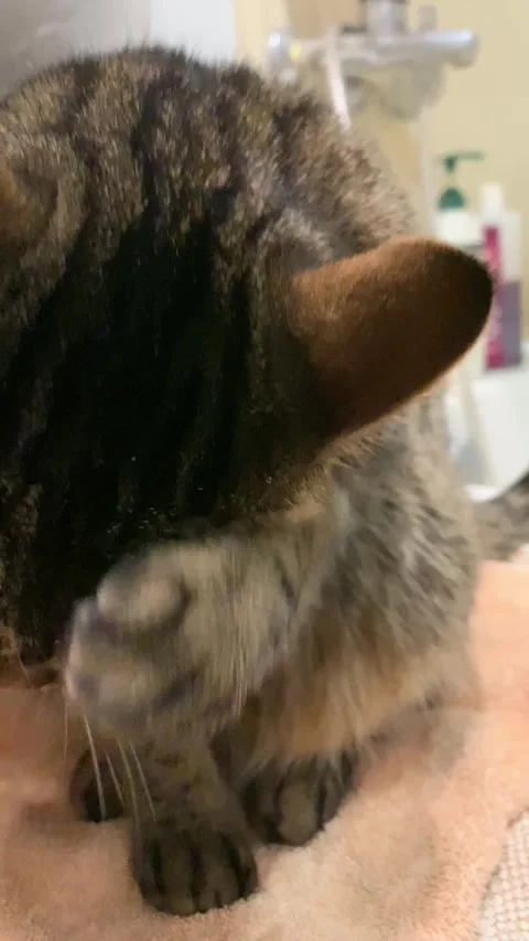 The cat washes its paw Stock Footage 240758097