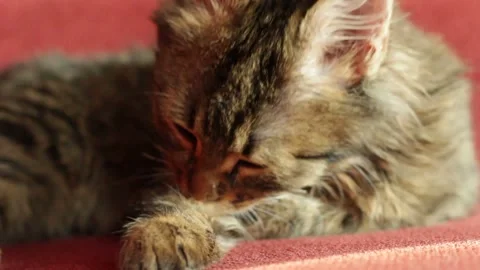The cat washes its paw Stock Footage 254726330