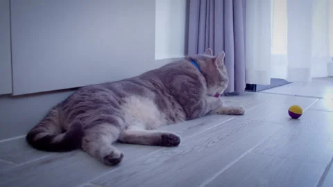 Cat washes itself after playing with a ball, lying on the light-coloured floor Stock Footage 329920030
