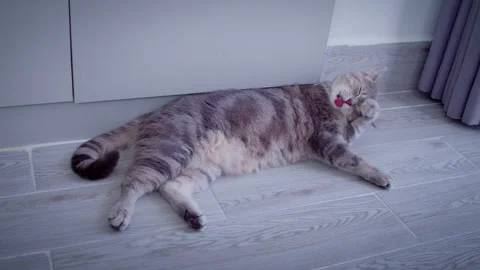 A cat washes itself, licks its paws with its tongue, and lies on the light floor Stock Footage 319386107