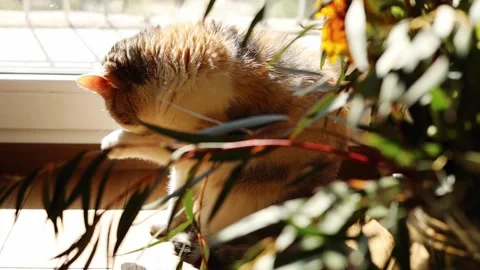The cat washes itself near the window Stock Footage 310695370