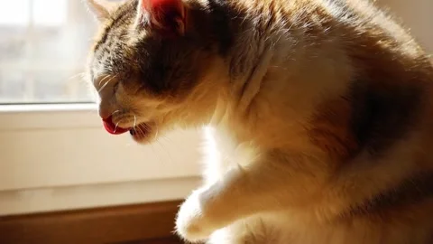 The cat washes itself by the window Stock Footage 310692675