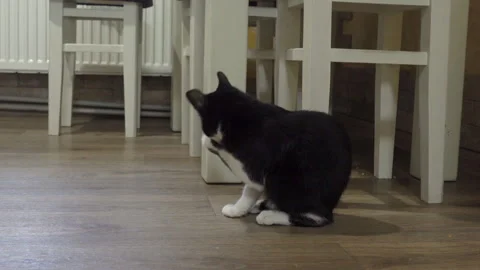 Cat washes in the kitchen Stock Footage 259886167