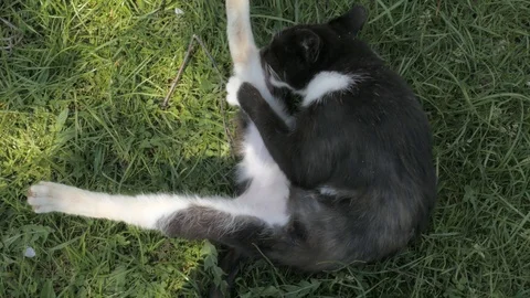 The cat washes, licks fur, view from above Stock Footage 89789523