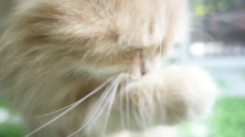 Cat Washes up Muzzle with Its Paw. Slow Motion Stock Footage 66196019