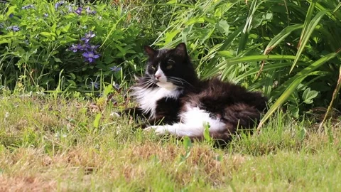The cat washes outside in nature. Stock Footage 233331921