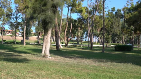 Cat washes in the park under a tree Video stock 101601581