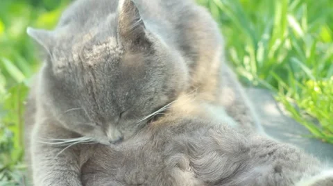 Cat washes paw Stock Footage 50078494