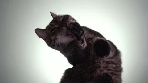 Cat washes with paws. View from below. Stock Footage 211436107