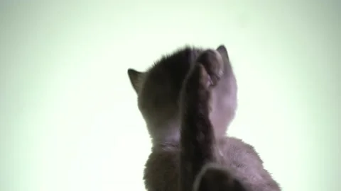 Cat washes with paws. View from below. Stock Footage 211436206
