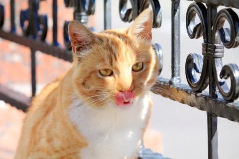 The cat washes Stock Photos