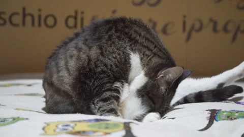 Cat washes in the room Video stock 145079028
