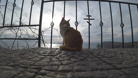 Cat washes by the sea Stock Footage 100241793