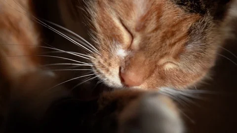 Cat Washes in Slow Motion Close Up Stock Footage 101826527