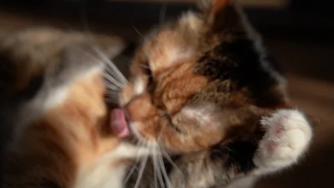 Cat Washes in Slow Motion Stock Footage 101826410