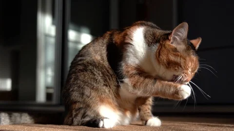 Cat Washes in Sun Light Stock Footage 101826741
