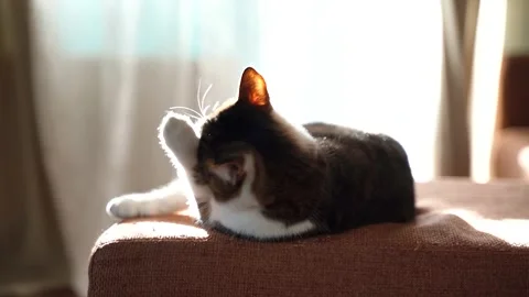 The cat washes while lying on the couch. Cat on the background of beautiful Stock Footage 156032551
